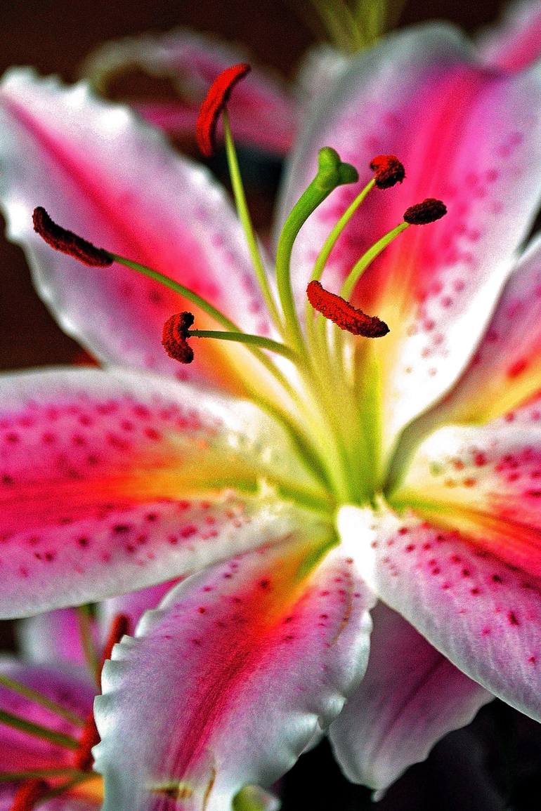 Original Floral Photography by Andy Evans Photos | Contemporary Art on Paper | Pink Lily Lilium Herbaceous Fower