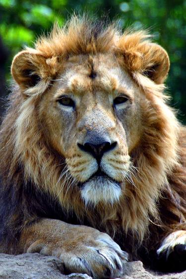 Asiatic Lion Panthera Leo Persica Big Cat Male thumb