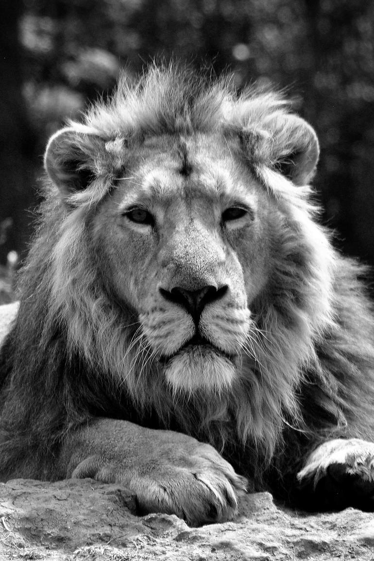 Asiatic Lion Panthera Leo Persica Big Cat Male