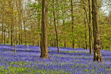 Original Fine Art Floral Photography by Andy Evans Photos