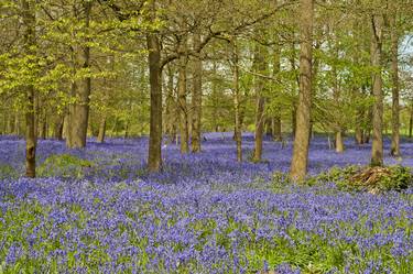 Print of Fine Art Floral Photography by Andy Evans Photos