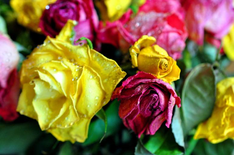 Original Floral Photography by Andy Evans Photos | Contemporary Art on Paper | Yellow Pink Red Roses