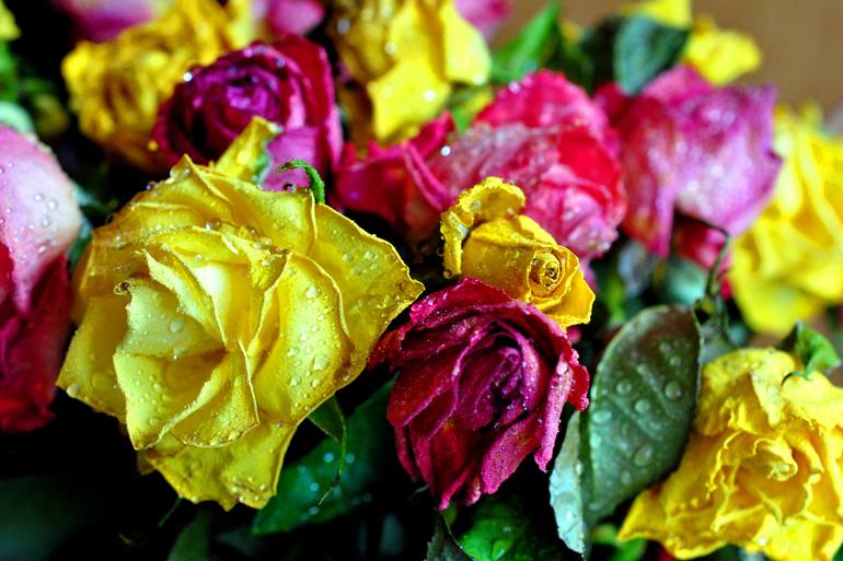 Original Floral Photography by Andy Evans Photos | Modernism Art on Paper | Yellow Pink Red Roses Summer Flowers