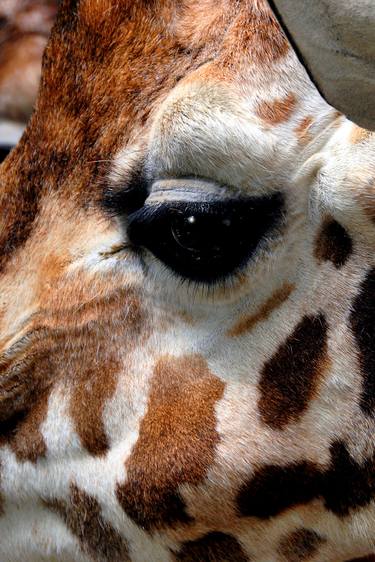 African Giraffe Amelopardalis Giraffa thumb