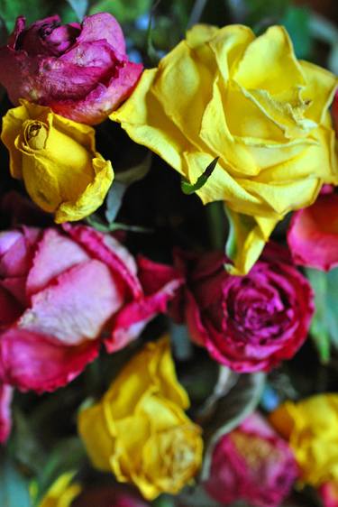 Yellow Pink Red Roses Summer Flowers thumb