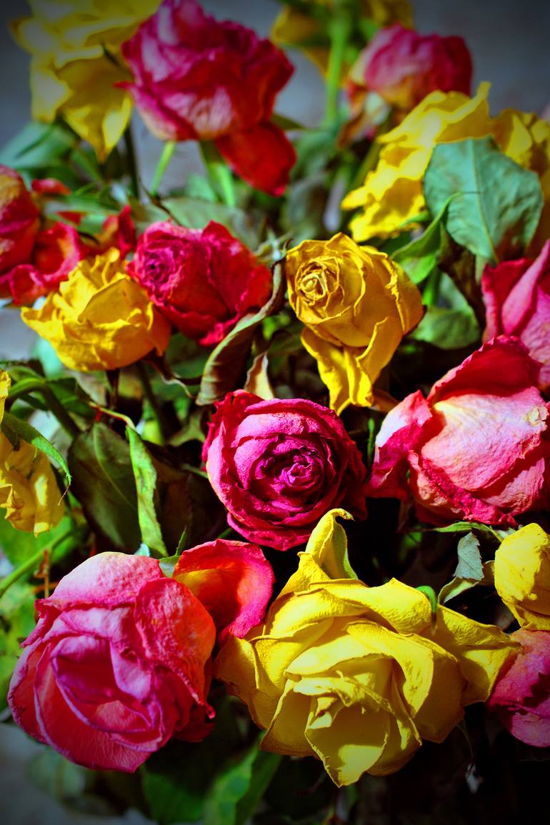 Original Floral Photography by Andy Evans Photos | Contemporary Art on Paper | Yellow Pink Red Roses Summer Flowers