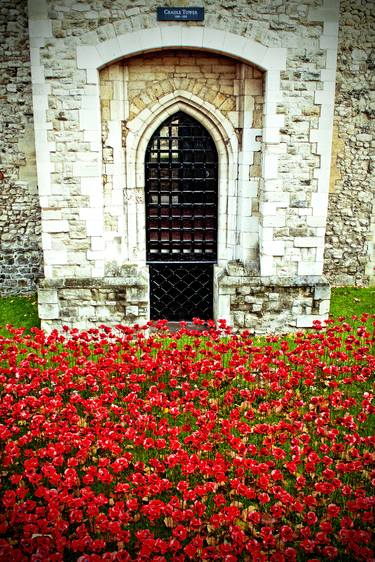 Tower of London Poppy thumb