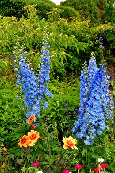 Blue Delphiniums Summer Flowers thumb