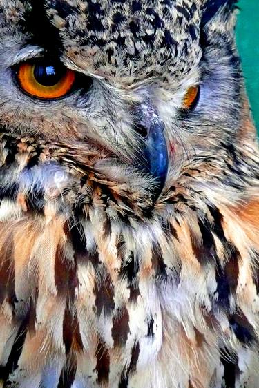 European Eagle Owl Bird of Prey - Limited Edition of 10 thumb