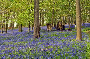 Bluebell Woods Greys Court Oxfordshire-Limited Edition of 10 thumb