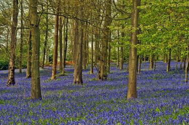 Bluebell Woods Greys Court Oxfordshire Limited Edition of 10 thumb