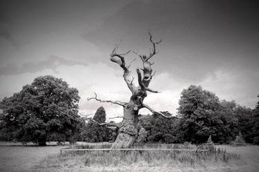 Old Tree Westonbirt Arboretum Cotswolds England thumb