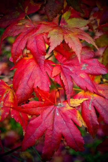 Autumn Acer Tree Westonbirt Arboretum Cotswolds Gloucestershire thumb