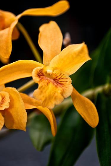 Yellow Orchid Flower Flowering Plant thumb