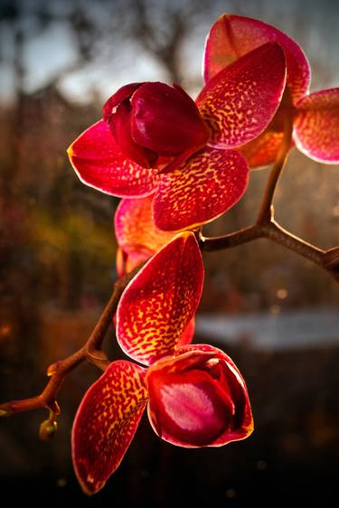 Red Purple Orchid Flower Flowering Plant thumb