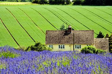 Lavender Field Summer Flowers Cotswolds Gloucestershire England - Limited Edition of 10 thumb