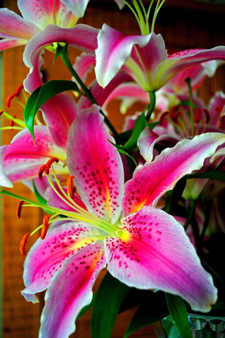 Original Floral Photography by Andy Evans Photos | Contemporary Art on Paper | Pink Lily Lilium Herbaceous Flowering Plants