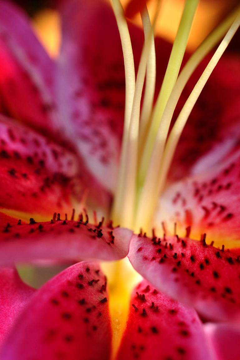 Pink Lily Lilium Herbaceous Flowering Plants Limited