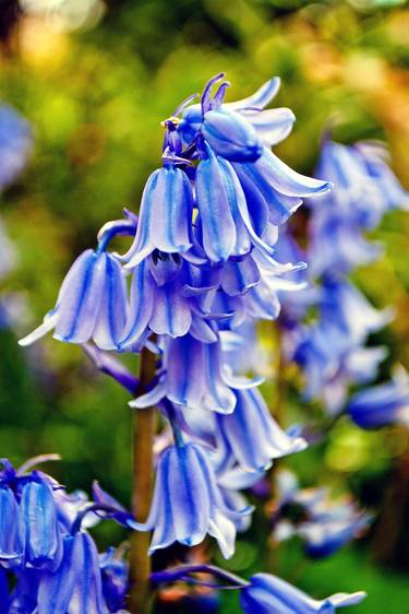 Bluebells Spring Flowers Hyacinthoides thumb