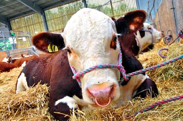Pedigree Hereford Cow Cattle thumb