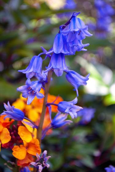 Print of Fine Art Floral Photography by Andy Evans Photos