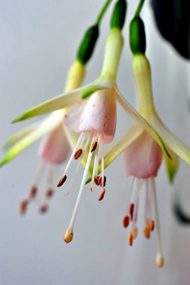 Original Floral Photography by Andy Evans Photos