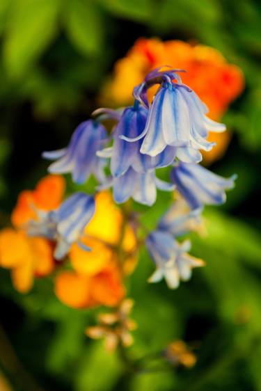 Print of Floral Photography by Andy Evans Photos