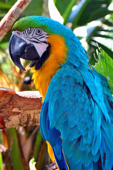 Macaw Parrot Yellow And Blue Bird thumb