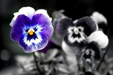 Blue Pansy Pansies Violas Summer Flowers thumb