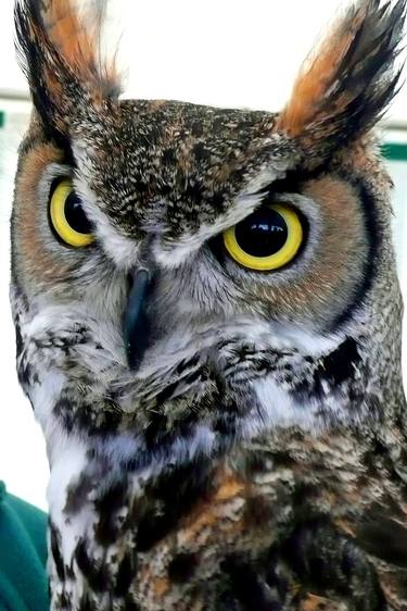 Great Horned Owl Bird Of Prey thumb
