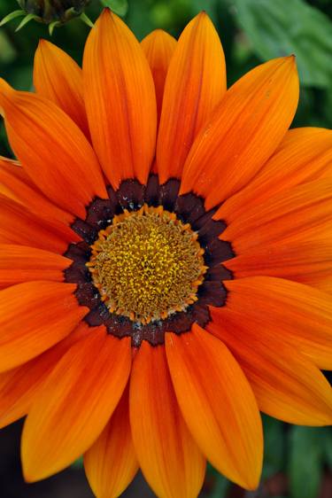 Orange Gazania African Daisies Summer Flower thumb