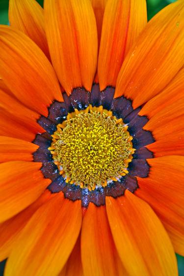 Original Fine Art Floral Photography by Andy Evans Photos