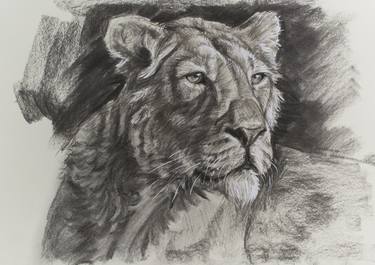 Original Realism Animal Drawings by Adam Maciejewski