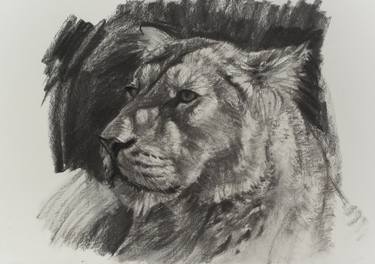 Original Realism Animal Drawings by Adam Maciejewski