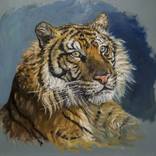 Tiger Head Study by Adam Maciejewski