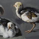 Copy of Chicks Studies by Melchior d'Hondecoeter by Adam Maciejewski