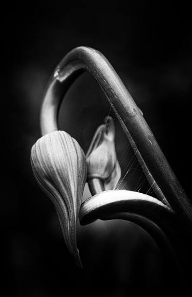 Agapanthus Noir thumb