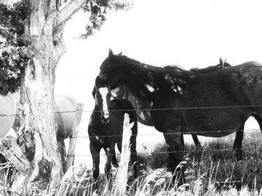 Print of Documentary Animal Photography by MWM Gallery