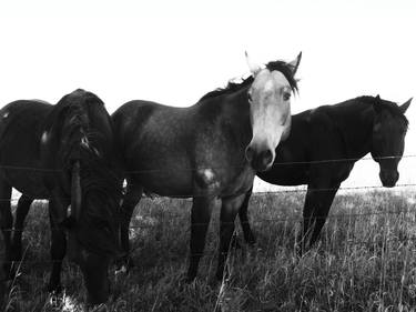 Print of Documentary Horse Photography by MWM Gallery
