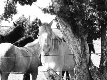 Print of Documentary Horse Photography by MWM Gallery