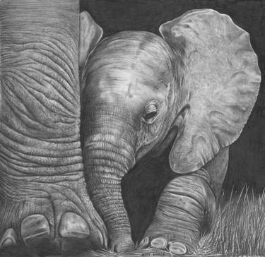 Print of Photorealism Animal Drawings by Jerry Winick