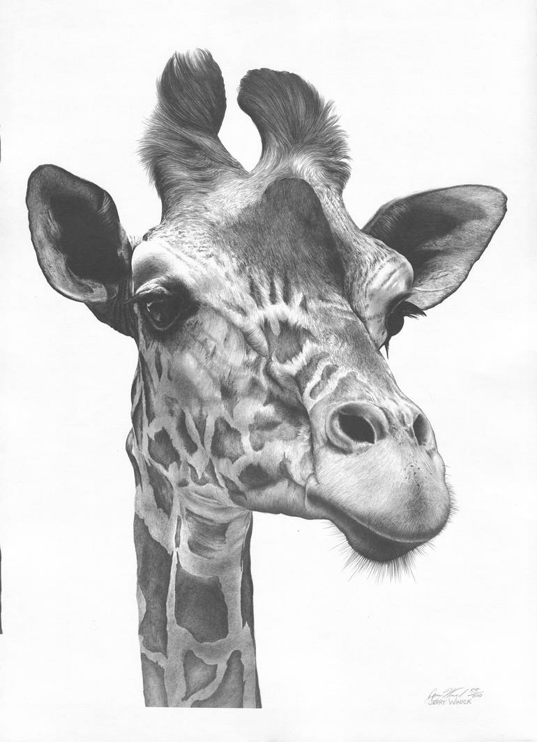 giraffe and baby pencil drawing