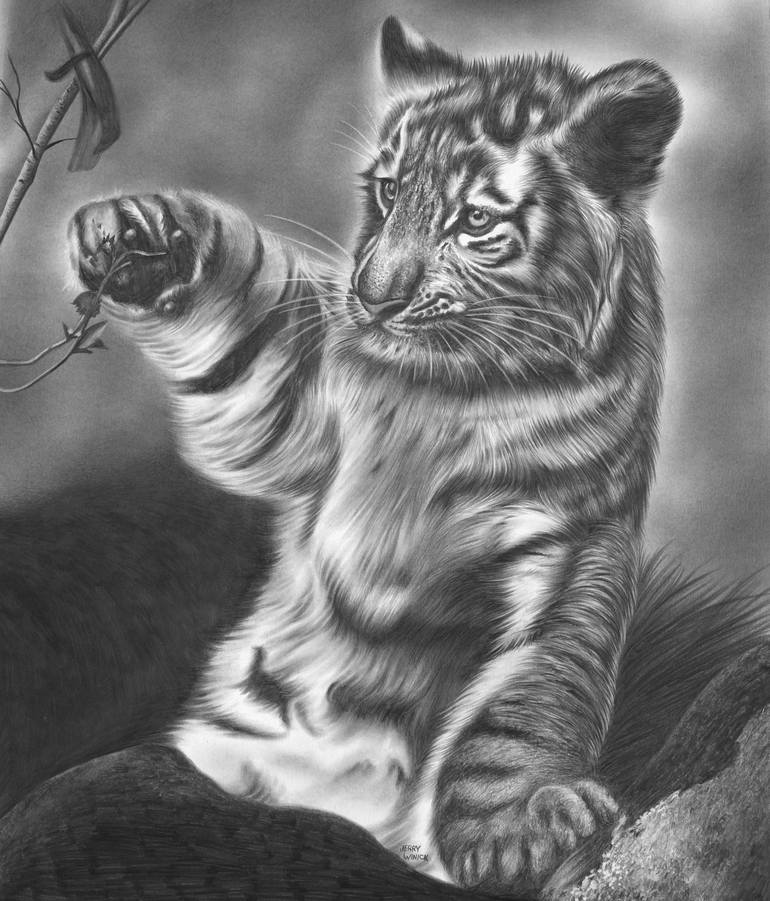Baby Tiger Drawing by Jerry Winick