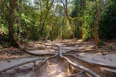 A path through the roots thumb