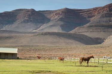 Print of Fine Art Horse Photography by George Haddad