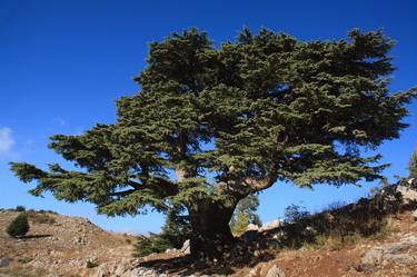 Lebanese Cedar tree thumb
