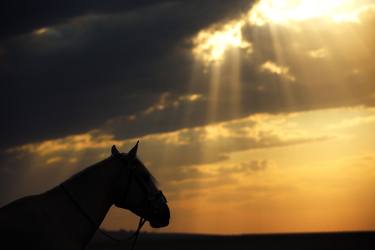 Saatchi Art Artist Arman Zhenikeyev; Photography, “Horse in sunset” #art