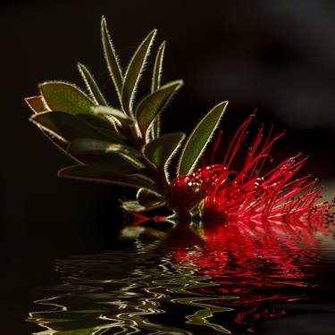 Print of Fine Art Nature Photography by Pedro Pascual