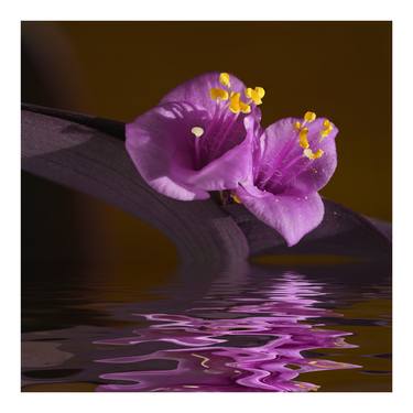 Print of Fine Art Nature Photography by Pedro Pascual