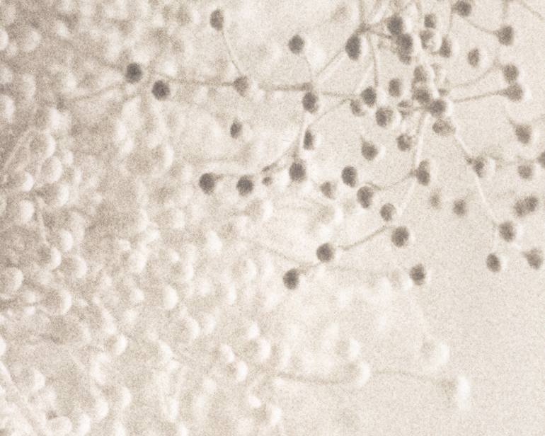 Original Other Still Life Photography by Alexander Kurganov